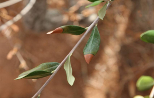xylella