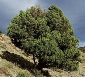 Sabinas de Torremuña