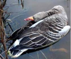 cadaver_ave_acuatica