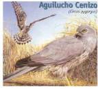 aguilucho3