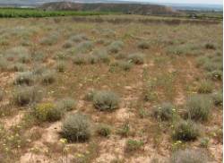 Habitat-gangas_Cesar-Aguila