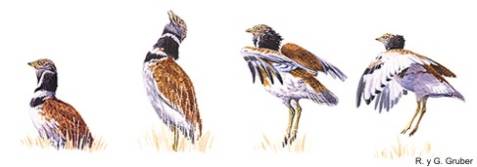 Cortejo nupcial del sisón