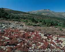 Hábitat de la Perdiz Pardilla