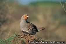 Perdiz Pardilla