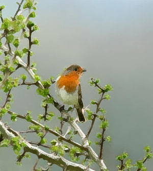 ilustración de naturaleza