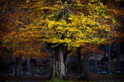 Segundo premio ANGEL BENITO ZAPATA el viejo Villoslada