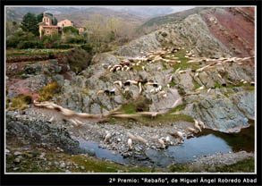 fotografía rebaño 2º premio