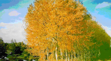 plantación de chopos