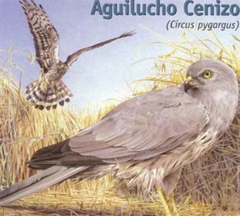 aguilucho cenizo