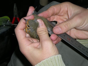 anillamiento de un petirrojo