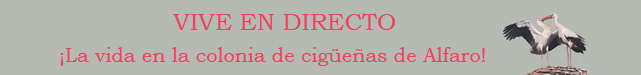 BANNER-ENDIRECTO_def