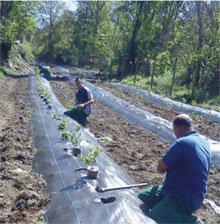 cultivo de arándanos en la reserva de la Biosfera