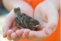 cuidado_polluelo_peq