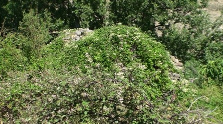 Restos del Molino del Tío Cenón