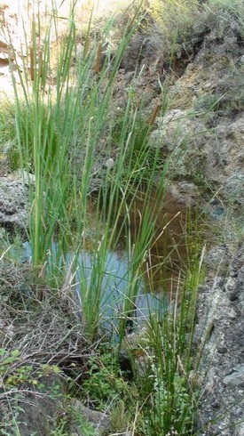 Fuente Agua Blanda o La Teja