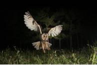 Patrullando la noche