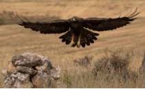 7_PremioJoven_AterrizajeReal_DanielMartinezFernadez_baja