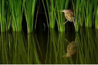 2_Premio_FantasmaEnElCarrizal_LlucSemisGasol