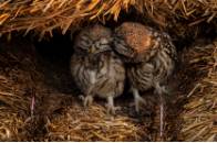 Título: "Amor fraternal"