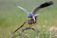 Autor: Alfonso Roldán Losada Obra: "Amor en una rama"