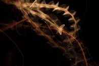 Autor: Julián Fernández Quílez Obra: "El baile efímero de la efímera"