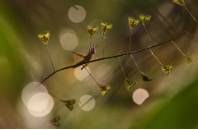 Autor: Pepe Badia Marrero Obra: "El rey de corazones"