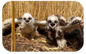 polluelos_aguiluchocenizo