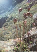 dibujo androsela hermanos gruber