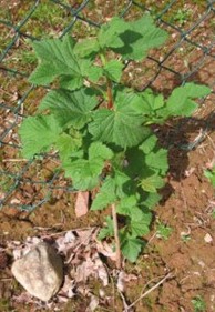 Planta de Grosellero de Roca protegida por valla