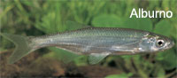 alburno