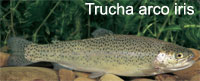trucha arco iris