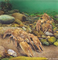 cangrejo de río autóctono