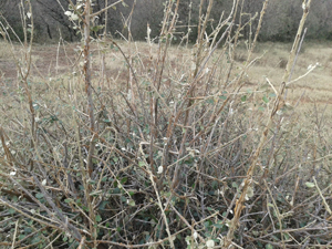 encina defoliada tras granizada