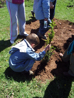 día del árbol de las Siete Villas