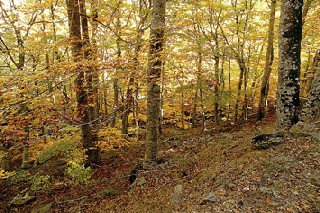 bosque de Cebollera