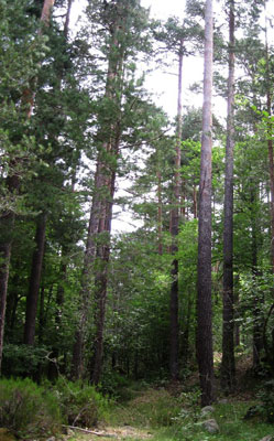 altos bosques de Cebollera