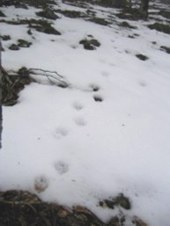 huellas animales en la nieve sobre Cebollera