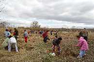 niños plantando árboles