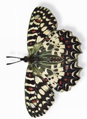 Mariposa