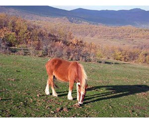 Caballo en San Andrés