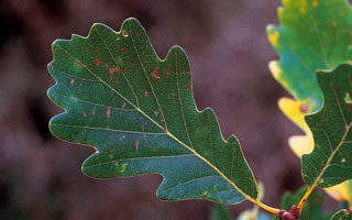 hoja de roble albar (quercus petraeae)
