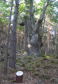 hito en árbol singular