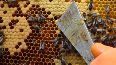miel y abejas