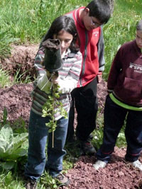 Día del Árbol en Cebollera