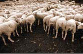 Trashumancia de ovejas