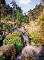 curso de río en Sierra Cebollera