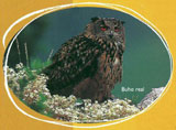 buho real
