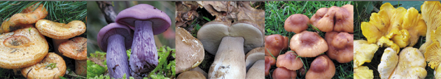 especies micológicas con recolección autorizada
