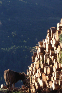 aprovechamiento de madera