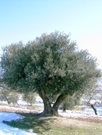 Olivos de la Reserva